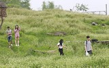 Lạc lối giữa cánh đồng hoa tam giác mạch ở Hà Nội